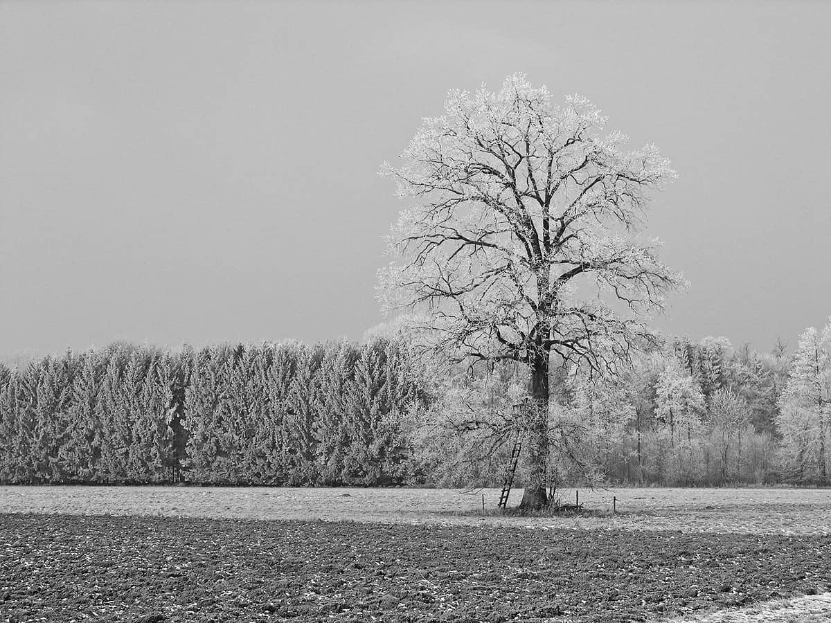 Winterbaum